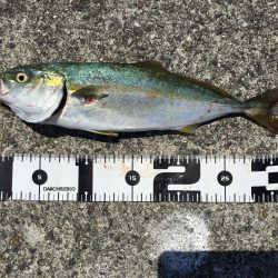 ポーアイ沖渋め